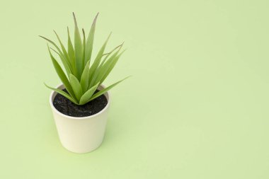 Bir tencerede yapraklarda yeşil ile yapay yeşil çiçek