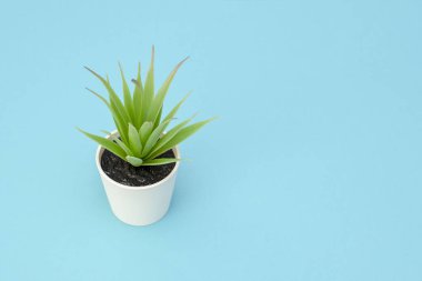 Mavi bir tencerede yapraklarla yapay yeşil çiçek