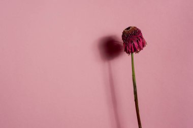 Kök ve yaprakları gölge ile pembe üzerinde kuru kırmızı çiçek