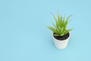 Mavi bir tencerede yapraklarla yapay yeşil çiçek