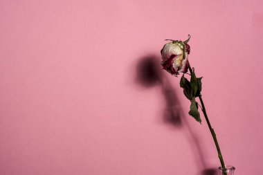 Pink kök ve yaprakları gölge ile kurutulmuş kırmızı gül