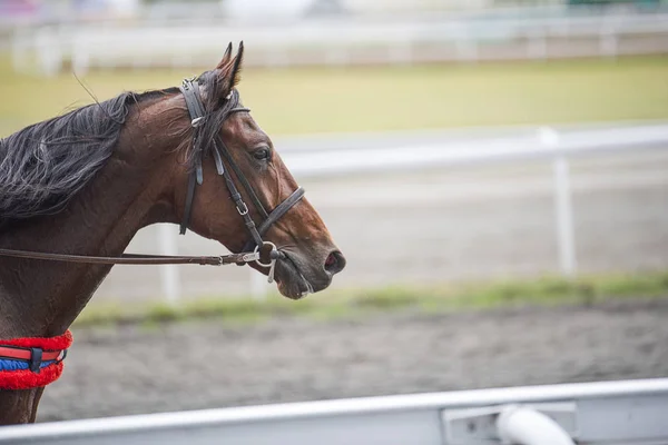 Bellissimi cavalli marroni che corrono in pista — Foto Stock