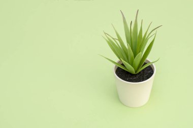 Bir tencerede yapraklarda yeşil ile yapay yeşil çiçek