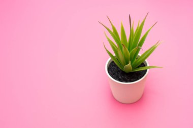 Pembe üzerinde bir tencerede yapraklarla yapay yeşil çiçek