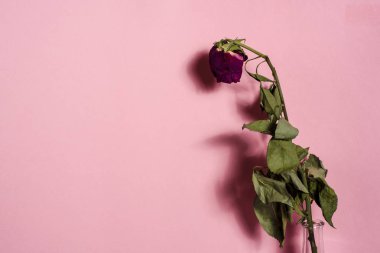 Pink kök ve yaprakları gölge ile kurutulmuş kırmızı gül