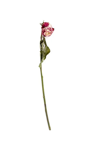 Rosa roja seca con tallo aislado — Foto de Stock