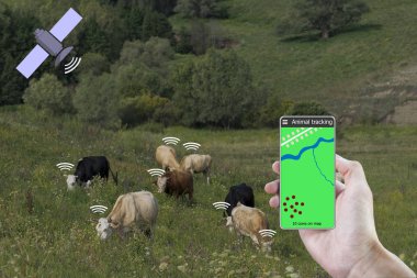 Bir akıllı telefon ve inek üzerinde bir sensör yardımıyla inek konumunu belirleyin. Akıllı Tarım.