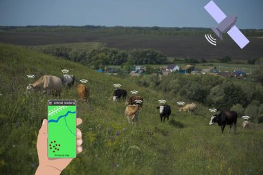 Bir akıllı telefon ve inek üzerinde bir sensör yardımıyla inek konumunu belirleyin. Akıllı Tarım.