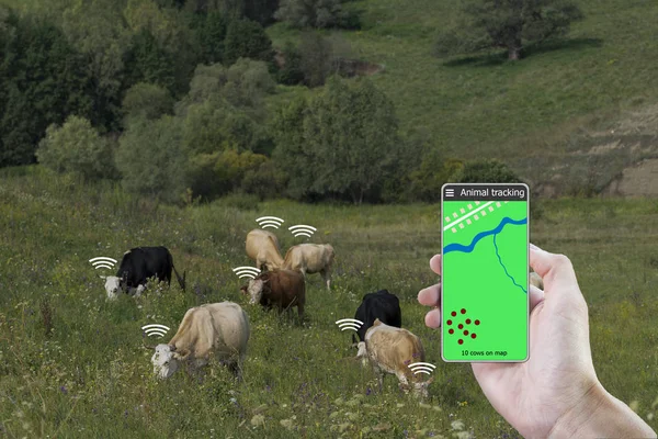 Bir akıllı telefon ve inek üzerinde bir sensör yardımıyla inek konumunu belirleyin. Akıllı Tarım.
