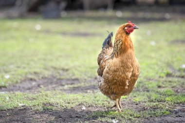 Kırmızı tavuk bahçede yeşil çayır bir yürüyüş