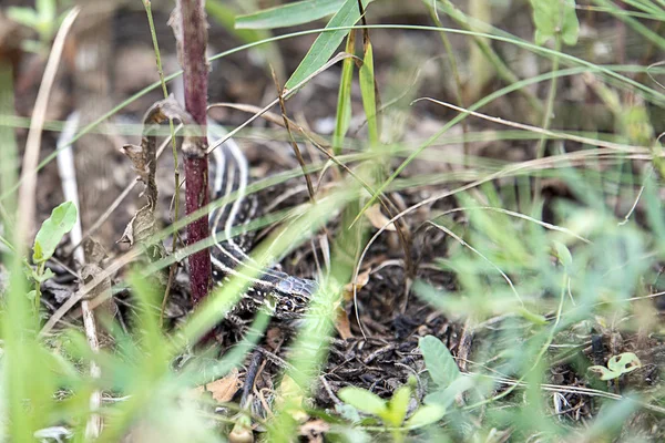 녹색 식물 사이 숨어 갈색 도마뱀 — 스톡 사진