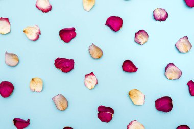 Mavi zemin üzerine gül yaprakları. Üstten görünüm.