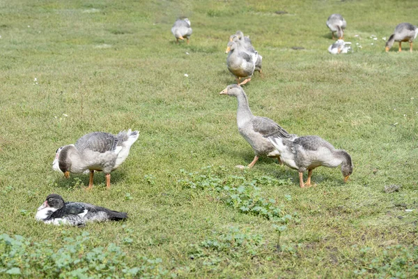 Grijze ganzen lopen op het groene gazon — Stockfoto