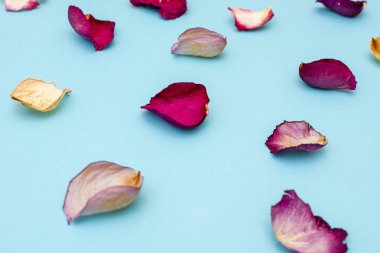 Mavi zemin üzerine gül yaprakları. Üstten görünüm.