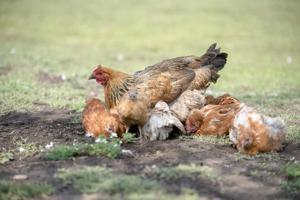 Frango vermelho (mãe) com galinhas cavando no chão, procurando comida, descansando, deitado — Fotografia de Stock