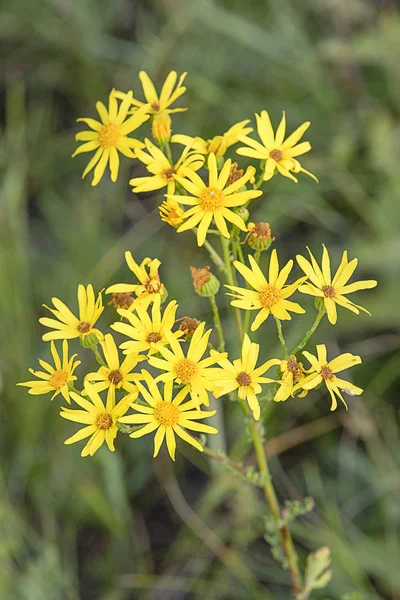 Jacobaea vulgaris sahada büyüyen çiçek sarı