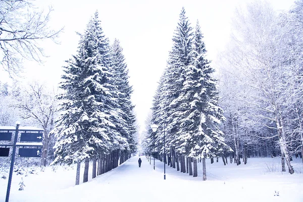 Man goes on winter alley of trees covered with snow — Stock Photo, Image