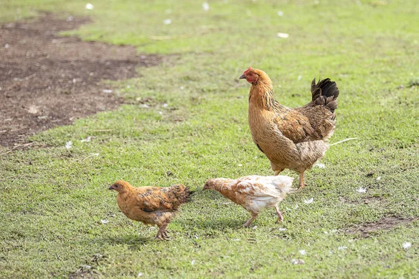 Red chicken (mother) with chickens walking in a green yard and looking for food