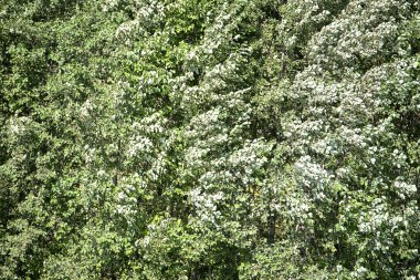 Rüzgarlı bir ağacın yaprakları yeşil arka plan