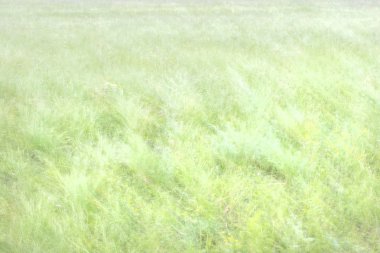 Arka plan sahada büyüyen bitkilerin uzun pozlama bulanık