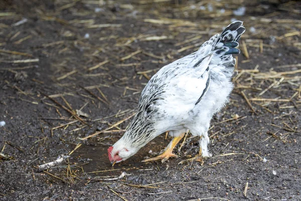 Un joven gallo blanco caminando en el patio —  Fotos de Stock