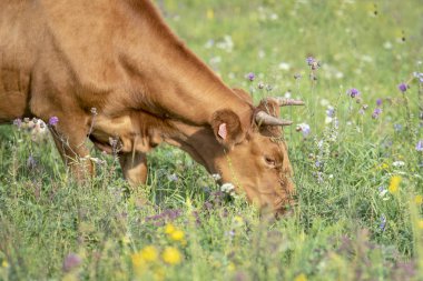 Yeşil çayır üzerinde dağ eteklerinde, çim yeme kırmızı inek