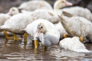 Küçük balık sürüsü indodas yıkama nehre