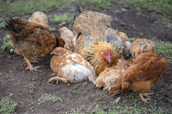 Red chicken (mother) with chickens digging in the ground, looking for food, resting, lying