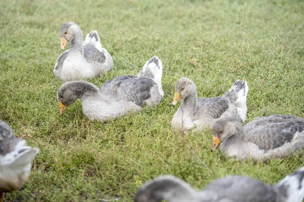 Gray geese walk on the green lawn — Stock Photo, Image