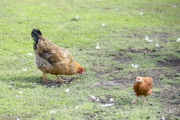 Κόκκινο κοτόπουλο (μητέρα) με κοτόπουλα περπάτημα στην καταπράσινη αυλή και να ψάχνει για φαγητό — Φωτογραφία Αρχείου