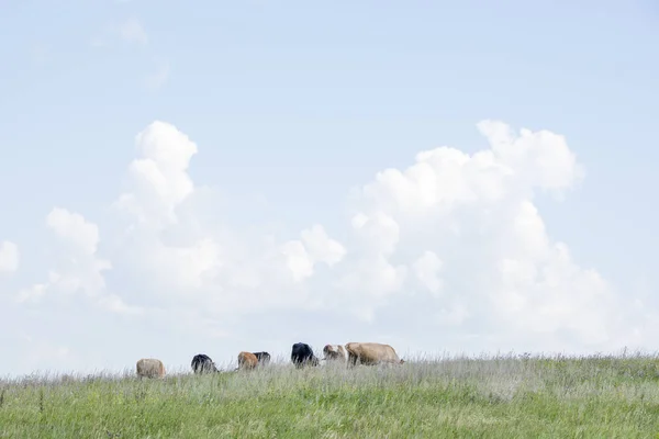 Una bandada de vacas pastando en una colina verde contra una nube blanca — Foto de Stock