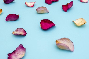 Mavi zemin üzerine gül yaprakları. Üstten görünüm.