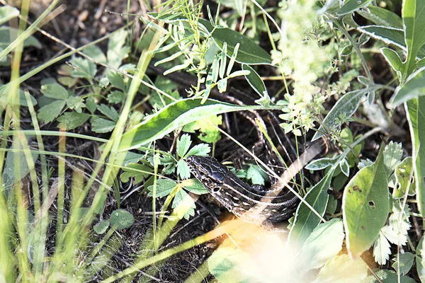 Kahverengi kertenkele arasında yeşil bitkiler gizleme — Stok fotoğraf