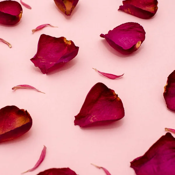 Rose petals maroon on a pink background