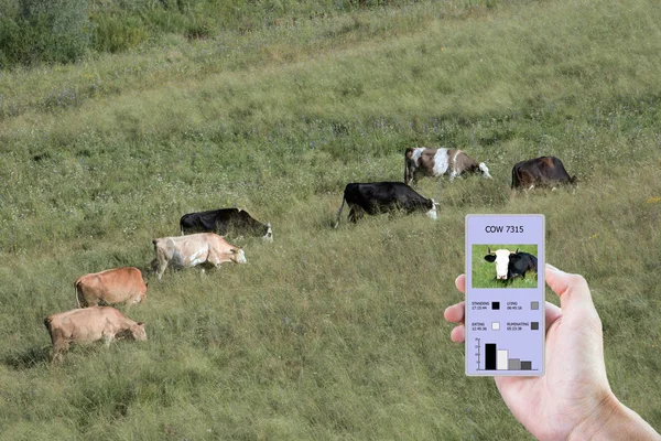 With the help of modern technologies in agriculture determine how much time a cow ate, lay, walked and stood. The information is displayed on the smartphone.