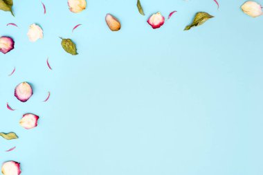 Arka plan gül yaprakları ve mavi zemin üzerine yeşil yaprakları. Üstten görünüm. Selamlar, tebrik kartları, makaleler için boş