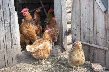 Kırmızı horoz ve tavuk ahırda stand, tüyleri fırça