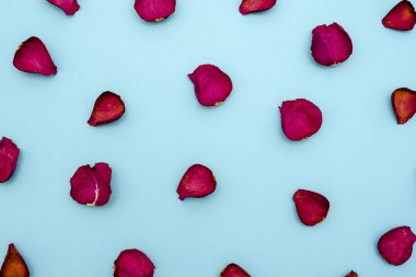Mavi zemin üzerine gül yaprakları. Üstten görünüm.