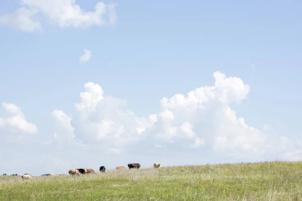 A flock of cows grazing on a green hill against white cloud — Stock Photo, Image