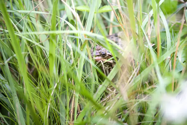 Grenouille brune se cachant entre les plantes vertes — Photo