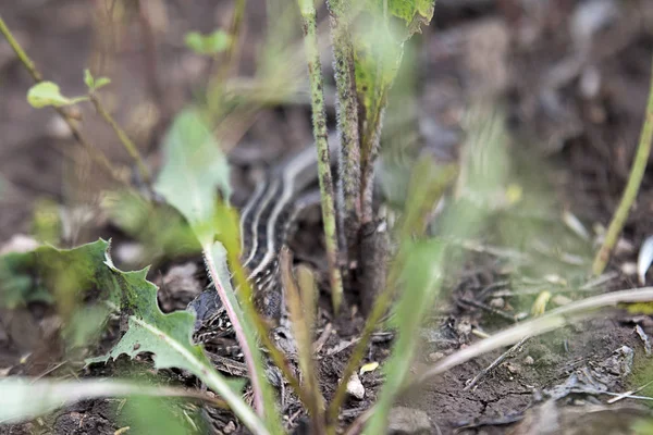 녹색 식물 사이 숨어 갈색 도마뱀 — 스톡 사진
