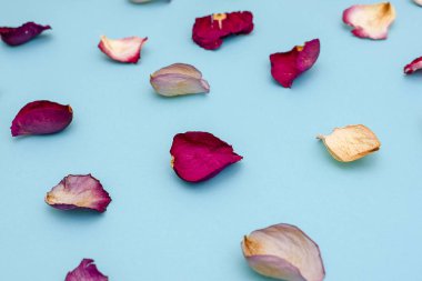 Mavi zemin üzerine gül yaprakları. Üstten görünüm.