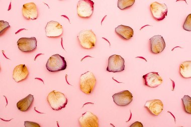 Gül yaprakları üzerinde pembe bir arka plan. Düz yatıyordu.