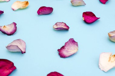 Mavi zemin üzerine gül yaprakları. Üstten görünüm.