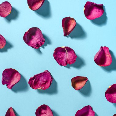 Gül yaprakları üzerinde mavi arka plan rengi Bordo.