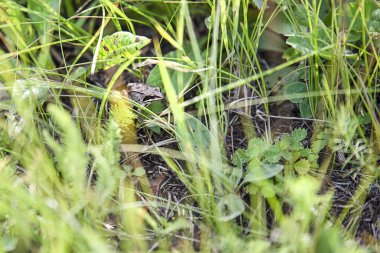 Kahverengi Kurbağa yeşil bitkiler arasında gizleme