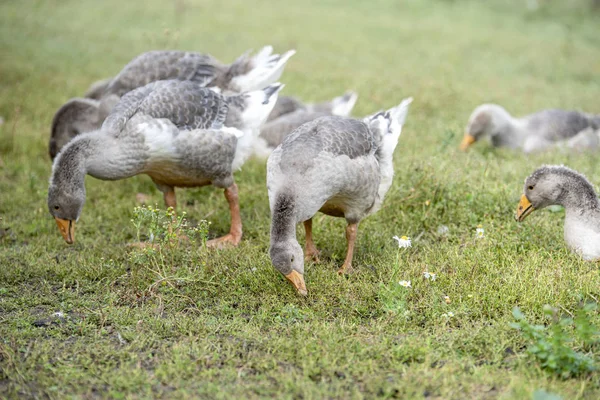 Gray geese walk on the green lawn — Stock Photo, Image