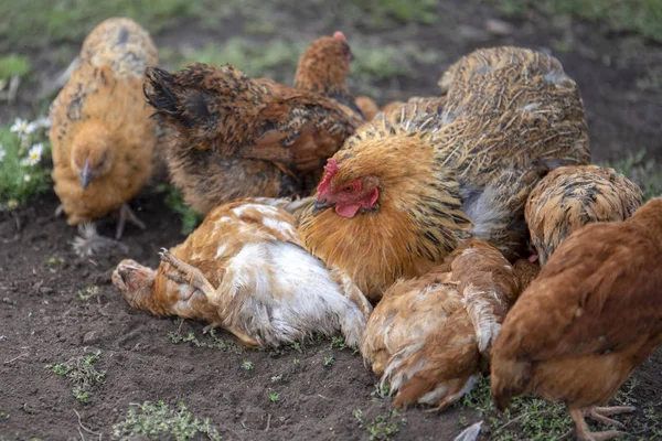 Red chicken (mother) with chickens digging in the ground, looking for food, resting, lying