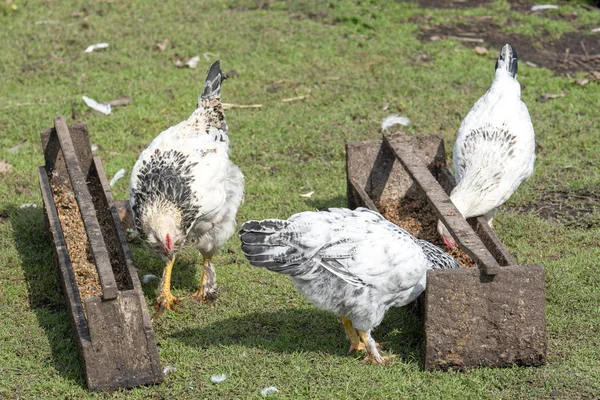 Белые курицы с черными пятнами прогуливаются во дворе рядом с кормушкой — стоковое фото