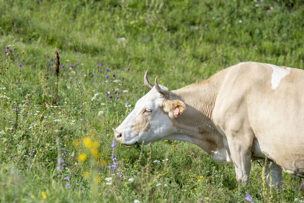 Krowa stojący w łąkę z kwiatami — Zdjęcie stockowe